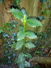 Ilex aquifolium