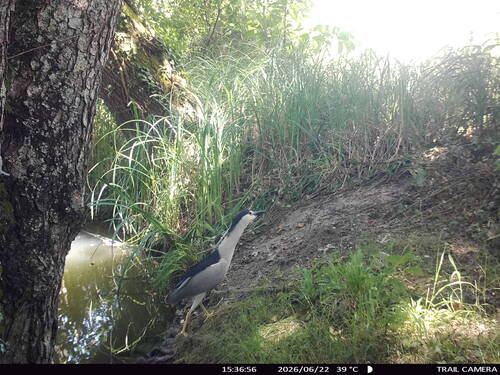 Black-crowned Night Heron