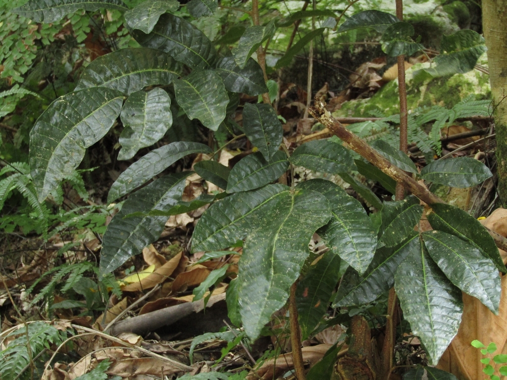 Trichilia pallida; photograph (c) Giovanny Vargas, some rights reserved (CC BY)