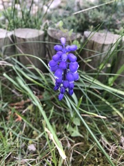 Muscari