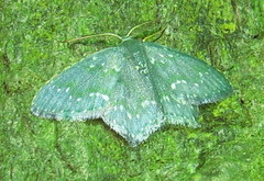 Chloropteryx