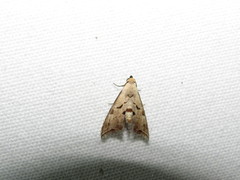 Scolecocampinae