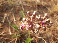 Asclepias fournieri