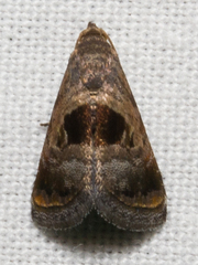 Tripudia rectangula