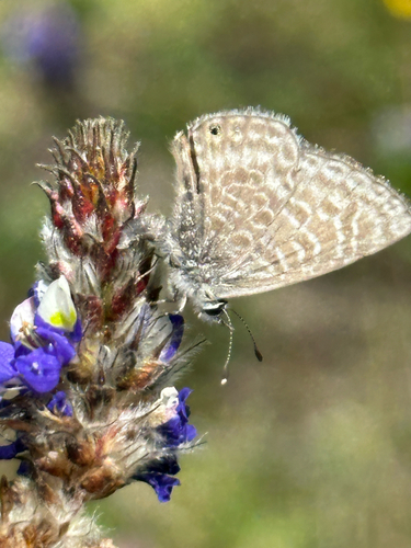 Leptotes andicola