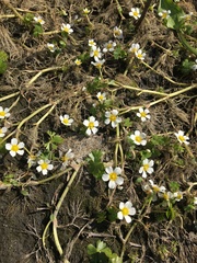 Ranunculus aquatilis