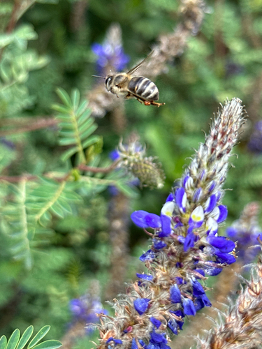 Western Honey Bee