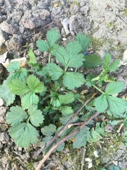 Geum urbanum