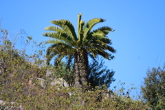 Encephalartos longifolius, photograph (c) Tony Rebelo, some rights reserved (CC BY-SA)
