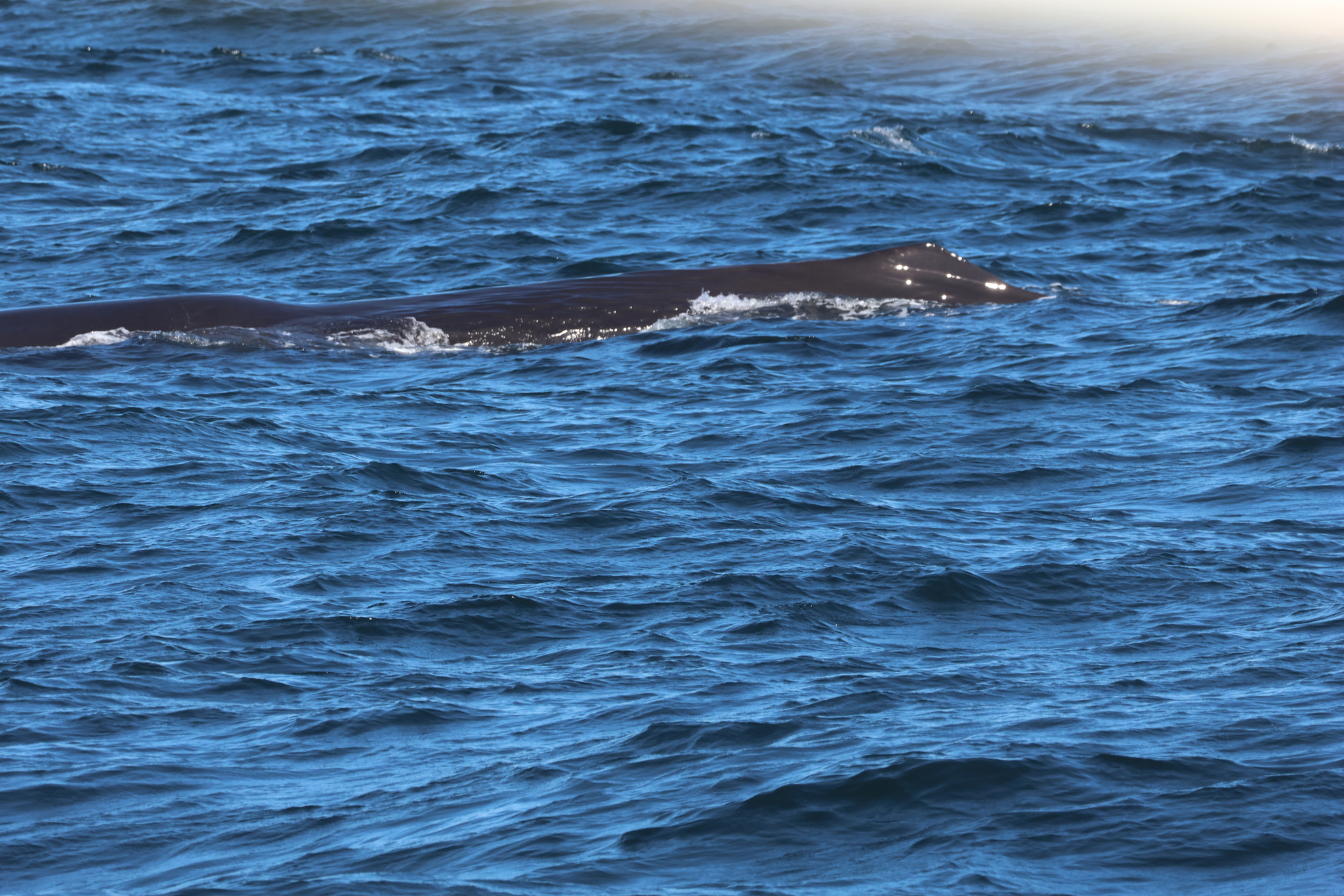 Physeter macrocephalus