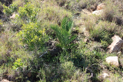 Encephalartos longifolius, photograph 5