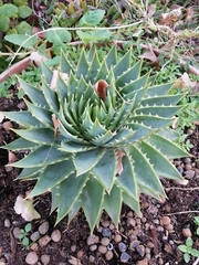 Aloe polyphylla