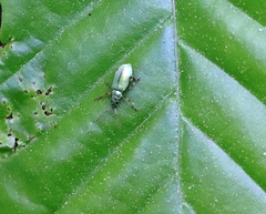 Phyllobius argentatus