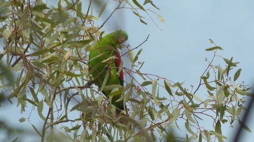 Red-winged Parrot