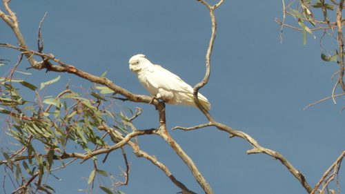 Little Corella