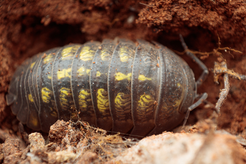 Granulated Pill Woodlouse