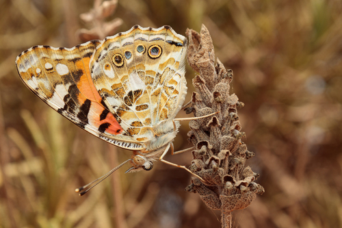 Painted Lady