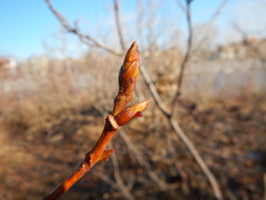 Populus balsamifera