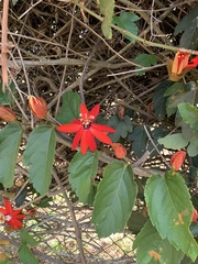 Coccinea