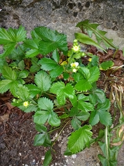 Fragaria vesca