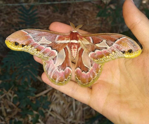 Rothchild's Atlas Moth