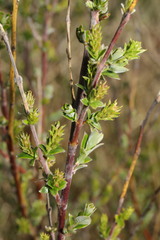 Salix repens