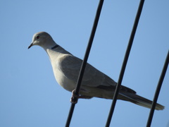 Streptopelia decaocto