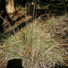 Poa poiformis