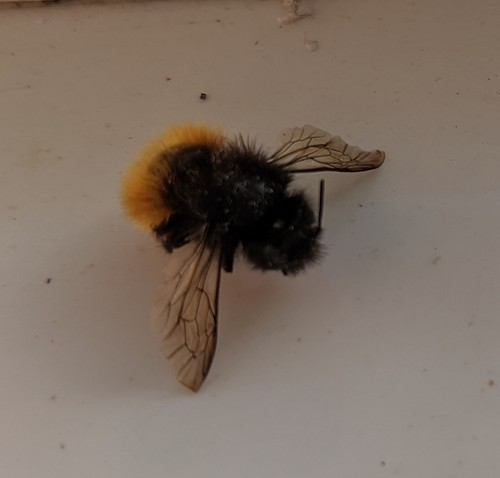 European Orchard Bee photo 3