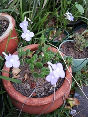 Streptocarpus saxorum
