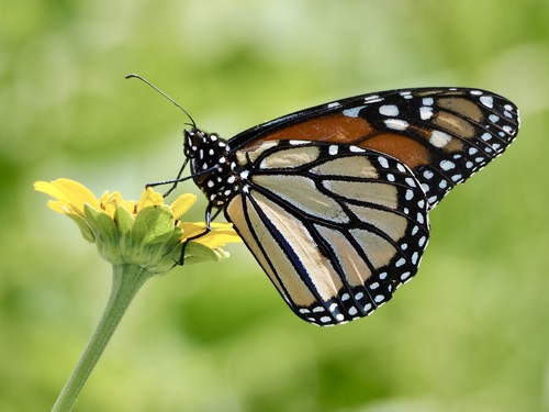 Monarch photographed in Minnesota