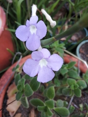Streptocarpus saxorum