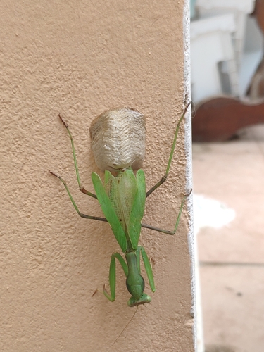 Giant African Mantis