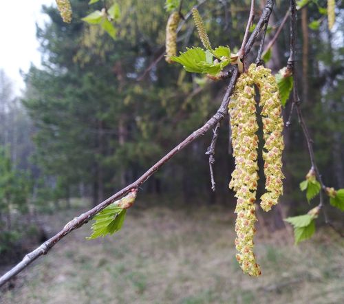 Karpotasis beržas nuotrauka