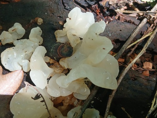 white jelly fungus