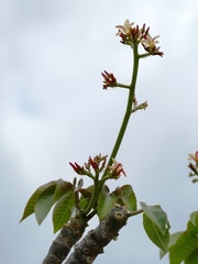 Jatropha macrocarpa
