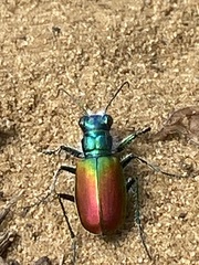 Cicindela scutellaris scutellaris