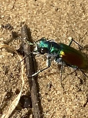Cicindela scutellaris scutellaris