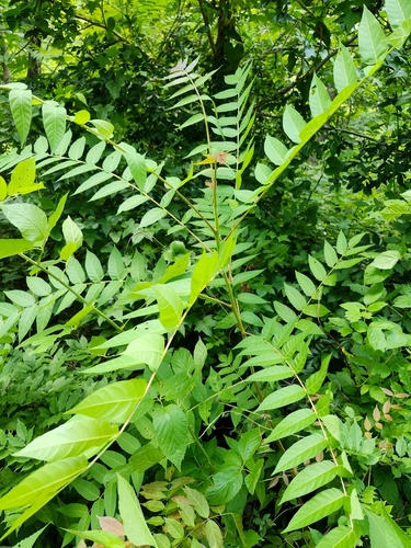 tree-of-heaven
