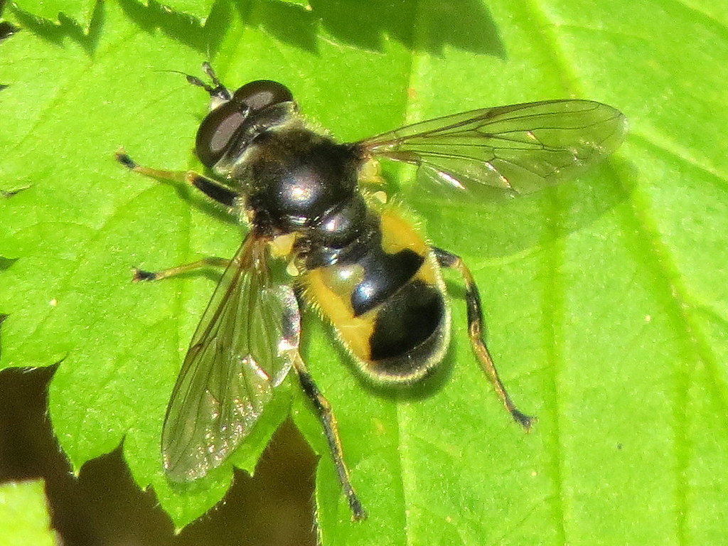 Wood Flies