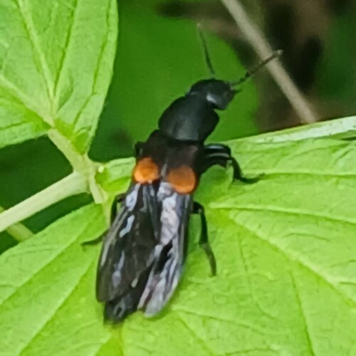 Red-spotted Rove Beetle