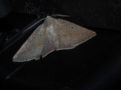 Cassythaphaga petrochroa