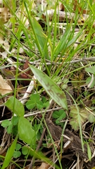 Erythronium albidum