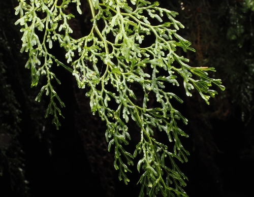 Hymenophyllum pulcherrimum observed 2026-06-21