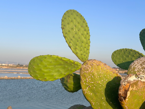 Indian fig opuntia