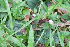 Strobilanthes reptans image