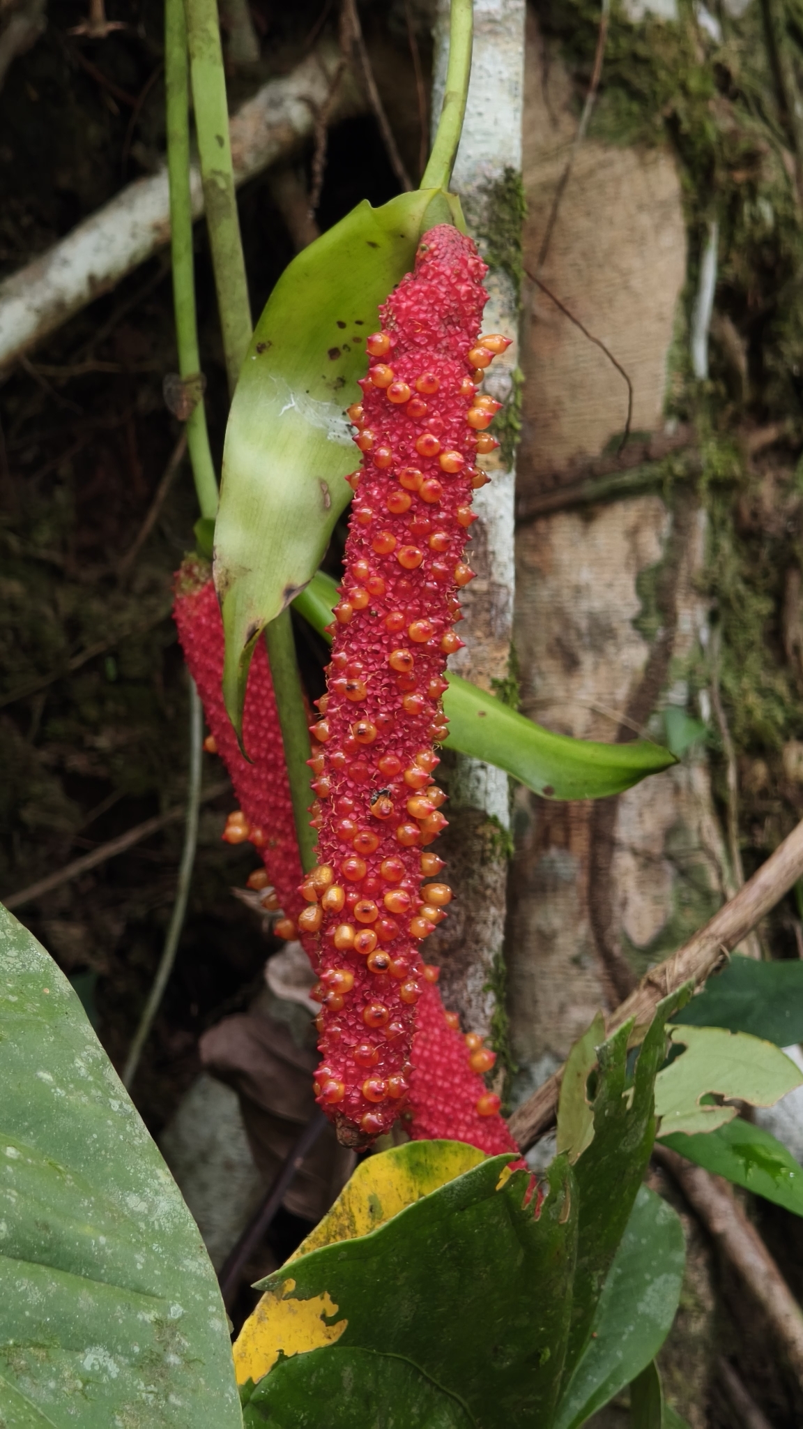 Anthurium ravenii