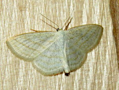 Scopula quadrilineata