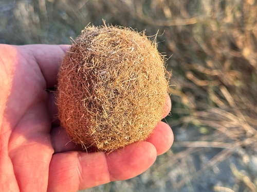 Neptune Grass