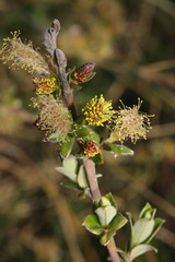 Salix repens